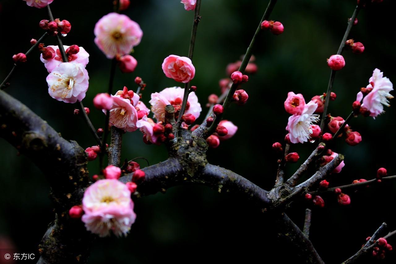 梅花梅花满天下，国民党国歌的历史与意义，国民党国歌的历史与意义，梅花梅花满天下