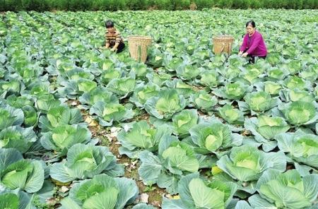 甘肃成县最新新闻动态，甘肃成县最新新闻速递
