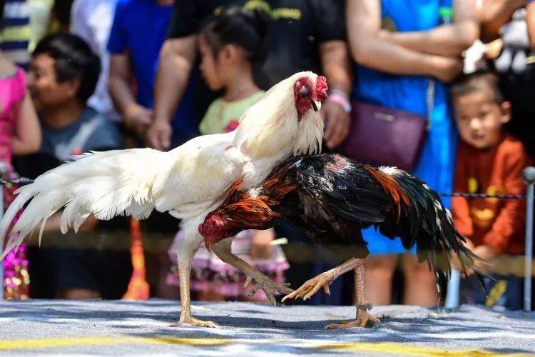 刘伯温与2020一肖中特的神秘联系，刘伯温与2020生肖特的神秘关联