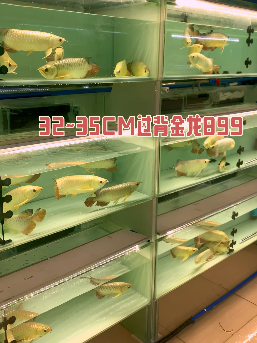 武吉美拉B级过背金龙价格及其市场影响力，武吉美拉B级过背金龙的价格走势与市场影响力探究