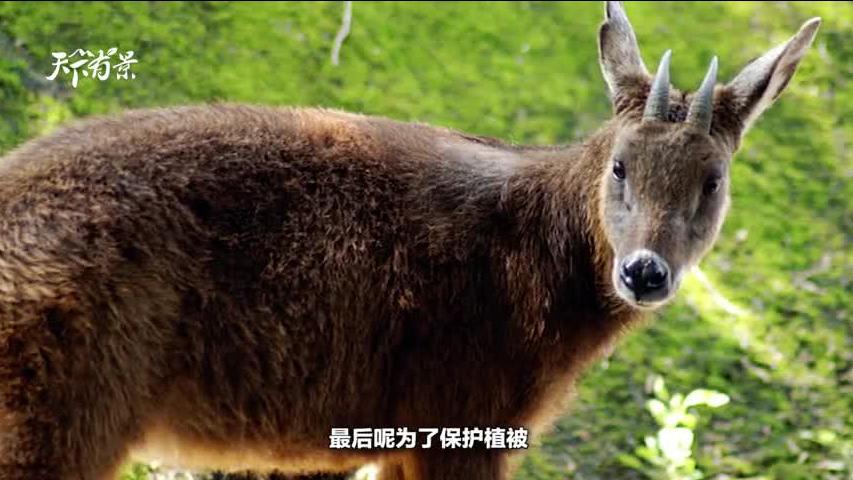 新澳2025今晚开奖资料四不像，深度解析与预测分析，新澳2025今晚开奖资料解析与预测，四不像现象深度探讨