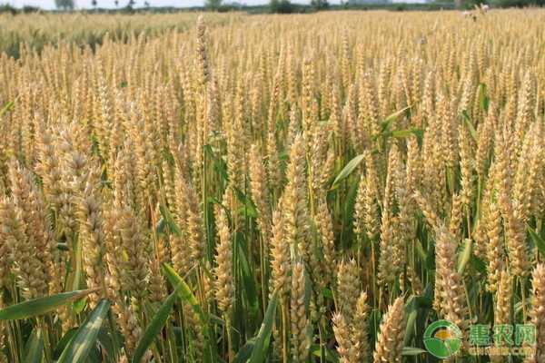 今天最新小麦价格——市场走势分析，今日小麦价格走势分析，市场趋势揭秘