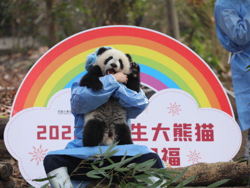 熊猫滚滚看世界2022，一场跨越文化与自然的奇妙之旅，熊猫滚滚看世界之旅，跨越文化与自然的奇妙探险之旅（2022）