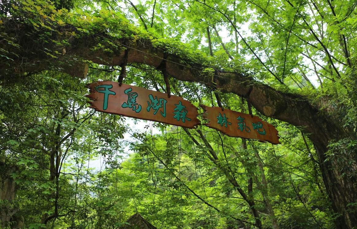千岛湖森林氧吧，自然之韵，生命之息，千岛湖森林氧吧，自然之韵，生命脉动