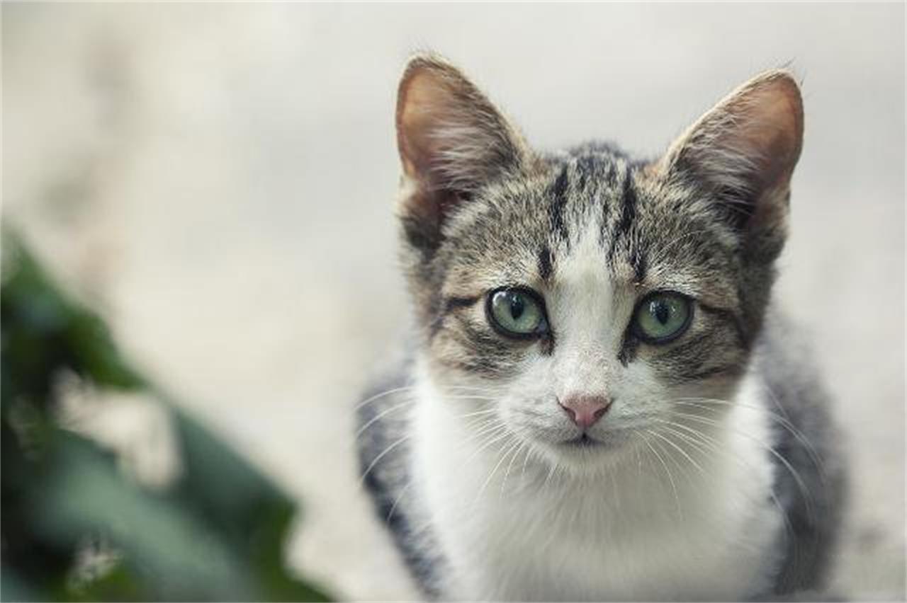 维生素B对猫咪美毛的功效与重要性，维生素B对猫咪美毛的功效及重要性解析