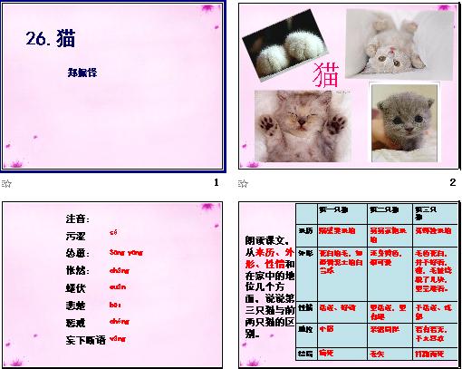 猫ppt课件，探索猫的神秘魅力世界，猫的秘密魅力世界，猫ppt课件探索