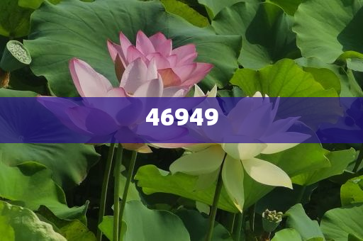 全年资料免费大全