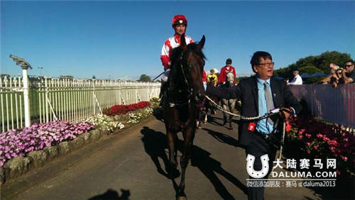 新澳门一肖一马图片资料及其文化解读，澳门新肖新马图片资料与文化深度解读