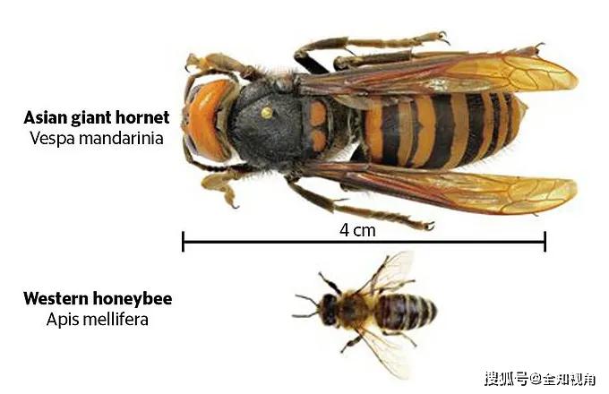 美国级和黄蜂级战舰，外观特征比较分析，美国级与黄蜂级战舰外观特征深度比较