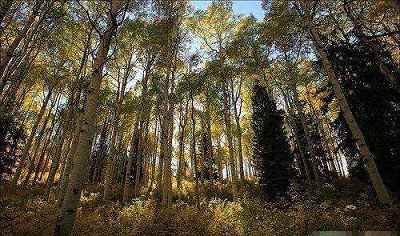 美国白杨,自然之美的象征与生态价值的体现,美国白杨,自然之美的象征与生态价值的闪耀展现