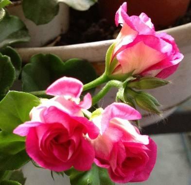 陆军第十四军第40师驻地,历史、现状和未来展望,陆军第十四军第40师驻地,历史沿革、现状瞭望与未来展望